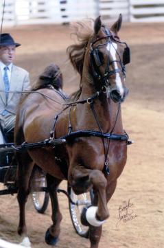 Tiznow - Windsor Farm Stallion