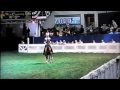 WC Where Are We Now - World Champion Roadster Under Saddle