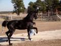 BlackStreet 10 year old American Saddlebred Breeding Stallion - Windsor Farm Saddlebreds