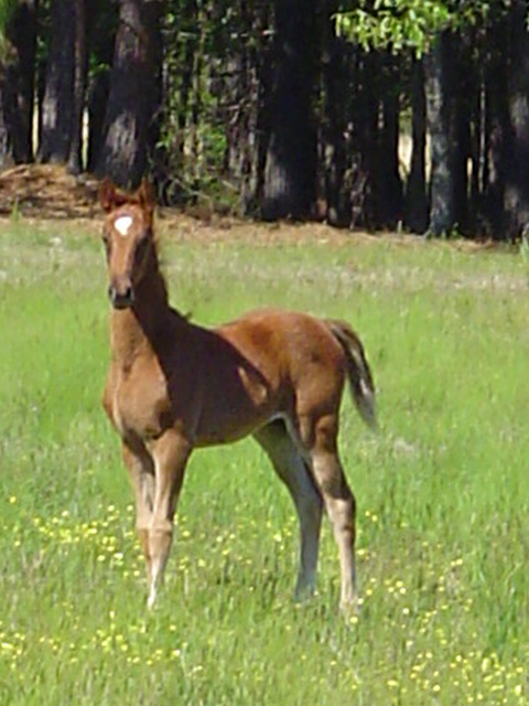 My Stately Lady - Foal - Windosr Farm Saddlebreds