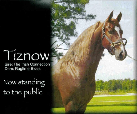 Tiznow - Stallion - Windsor Farm Saddlebreds